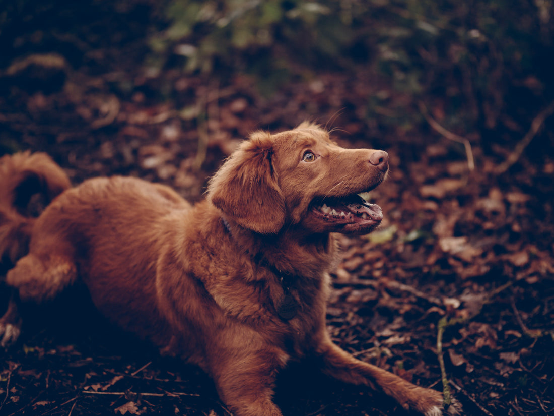 Enrichment ideas for your dog