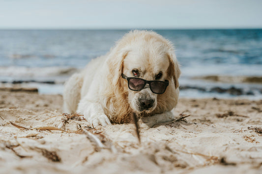 What is too hot for your dog?