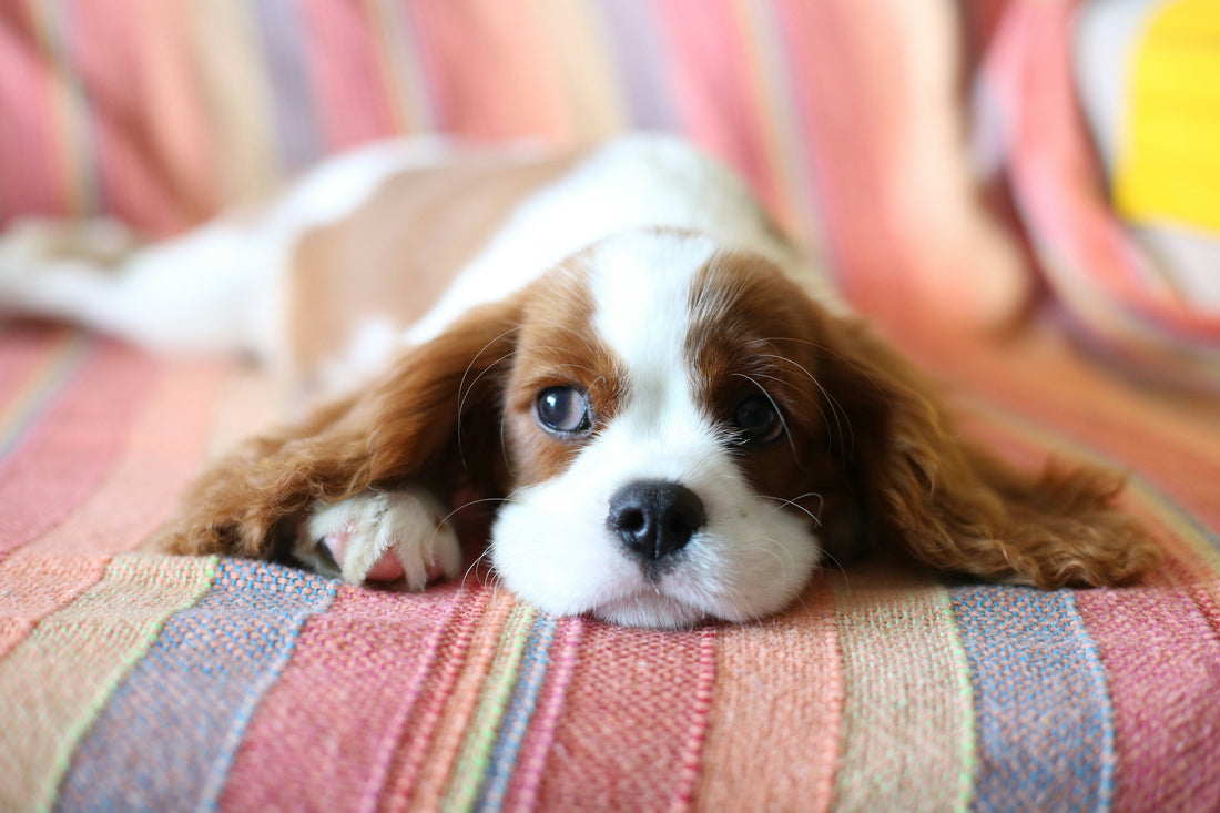 The Benefits of In-Home Pet Sitting vs Boarding or Kennels