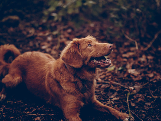 Enrichment ideas for your dog