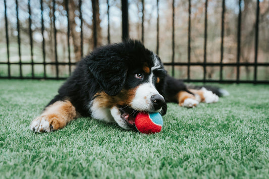 Why playing with your dog is so important