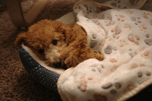 Don't Let Bonfire Night Be a Nightmare: Top Tips for Calming Your Pet